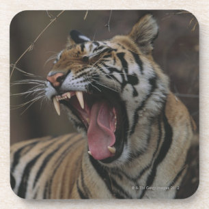 Dessous-de-verre Tigre CUB baîllant