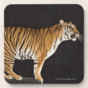 Dessous-de-verre Tigre se tenant sur la plate-forme