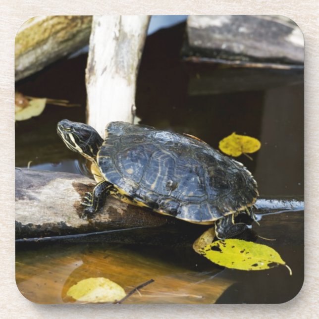 Dessous-de-verre Tortue de glisseur d'étang dans le sauvage (Devant)