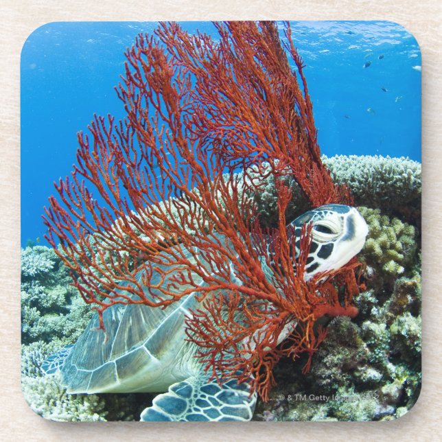 Dessous-de-verre Tortue de mer reposant sous l'eau 2 (Devant)