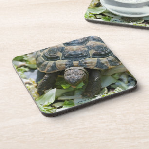 Dessous-de-verre Tortue mignonne