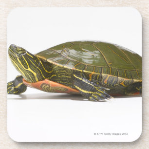 Dessous-de-verre Tortue peinte occidentale (bellii de picta de