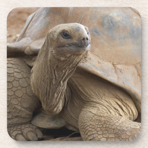 Dessous-de-verre Tortue terrestre des Seychelles d'Aldabra