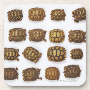 Dessous-de-verre Tortues de bébé disposées dans les rangées