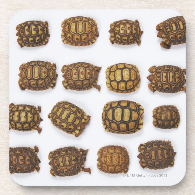 Dessous-de-verre Tortues de bébé disposées dans les rangées (Devant)
