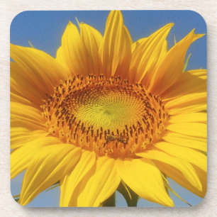 Dessous-de-verre Tournesol jaune
