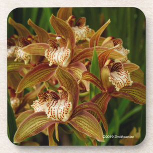 Dessous-de-verre Tracyanum de Cymbidium