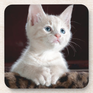 Dessous-de-verre Très mignon chaton blanc