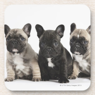 Dessous-de-verre Trois chiots de pure race