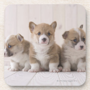 Dessous-de-verre Trois corgis de Gallois