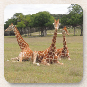 Dessous-de-verre Trois girafe à Fossil Rim