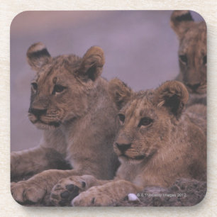 Dessous-de-verre Trois lion CUB