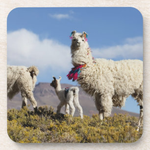 Dessous-de-verre Troupeau de lamas décorés dans la Puna, montagnes