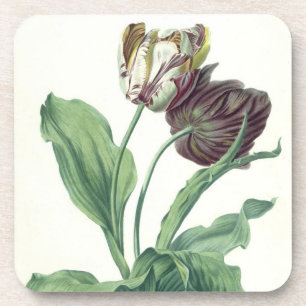 Dessous-de-verre Tulipe de jardin, de "opéra Botanica", gravé par L