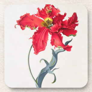 Dessous-de-verre Tulipe : Fard à joues de Perroquet