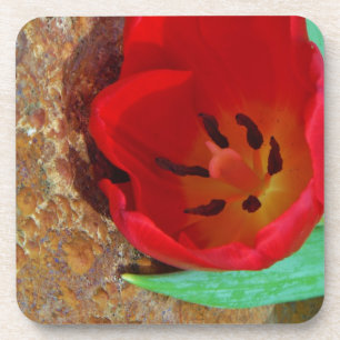 Dessous-de-verre Tulipe jaune printemps et rouge