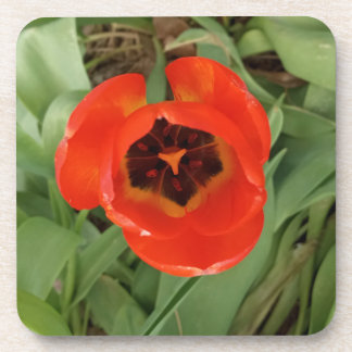 Dessous-de-verre Tulipe rouge Coster