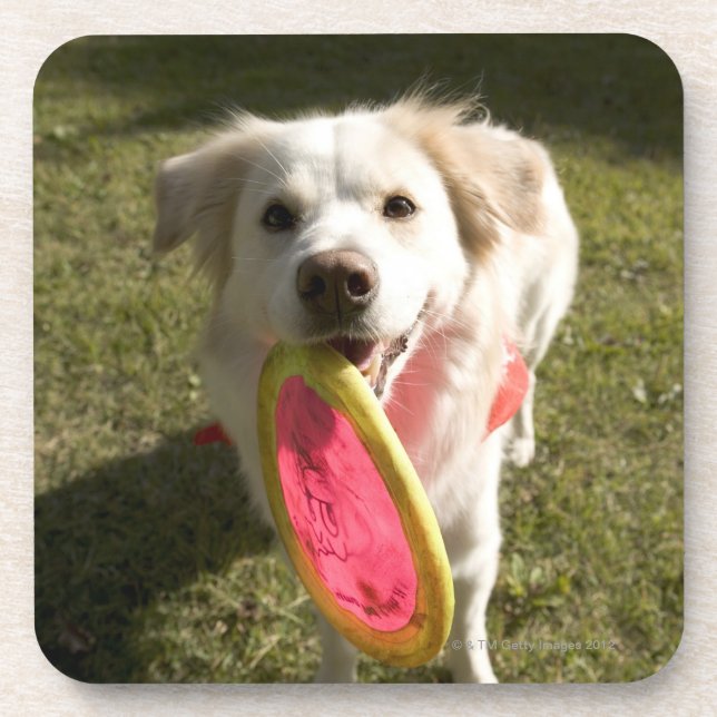 Dessous-de-verre Un chien avec un frisbee (Devant)