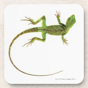 Dessous-de-verre Un lézard sur la terre blanche pure