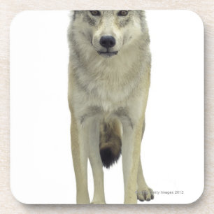 Dessous-de-verre Un loup