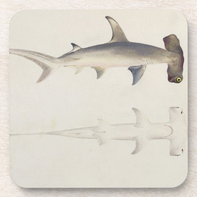 Dessous-de-verre Un requin Marteau-dirigé, Loheia, autrefois (Devant)