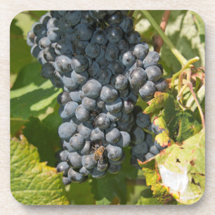 Dessous-de-verre Uruguay, Montevideo, Colon Area. Bodegas