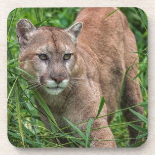 Dessous-de-verre USA, Minnesota, Sandstone, Minnesota Wildlife
