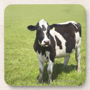 Dessous-de-verre Vache dans le pré