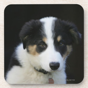 Dessous-de-verre Vieux chiot de border collie de 12 semaines