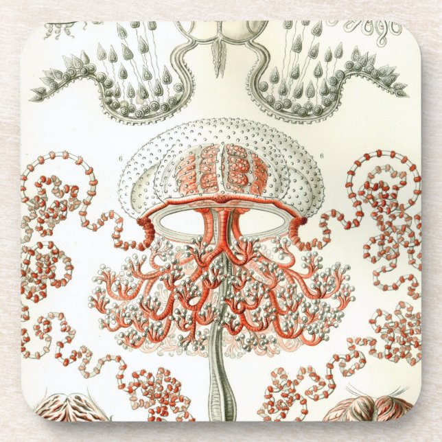 Dessous-de-verre Vintage Haeckel (Devant)