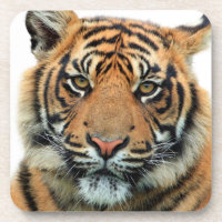 Visage de tigre