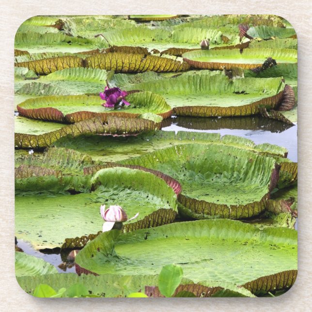 Dessous-de-verre Vitoria Regis, nénuphars géants de l'Amazonie (Devant)