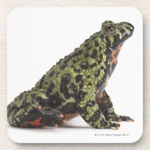 Dessous-de-verre Vue de côté d'un crapaud gonflé par feu orienta