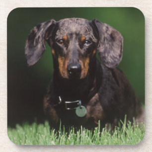 Dessous-de-verre Vue de Dachshund couleur panaché
