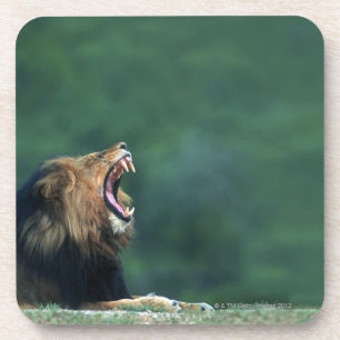 Dessous-de-verre Vue d'un lion (Panthera Lion) ouvrant sa bouche