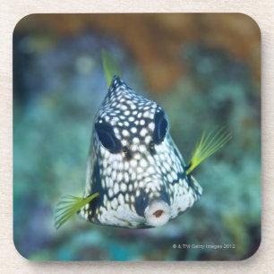 Dessous-de-verre Vue sous-marine de Trunkfish lisse (Lactophrys
