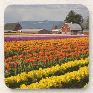 Dessous-de-verre WA, Vallée de Skagit, Champs de tulipes en fleurs,