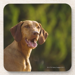 Dessous-de-verre Weimaraner