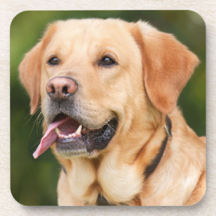 Dessous-de-verre Yellow Labrador Retriever Dog - Lab