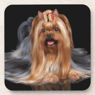 Dessous-de-verre Yorkshire Terrier sur le noir