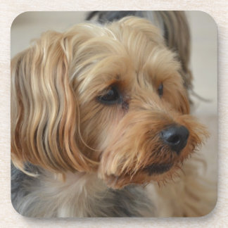 Dessous-de-verre Yorkshire Terrier Zac