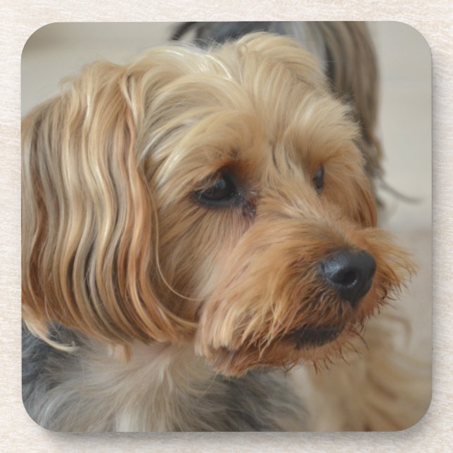 Dessous-de-verre Yorkshire Terrier Zac (Devant)