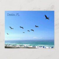 Destin Florida Pelicans Meeresfotografie