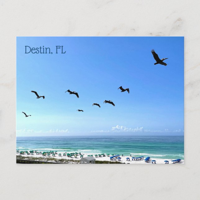 Destin Florida Pelicans Meeresfotografie Postkarte (Vorderseite)