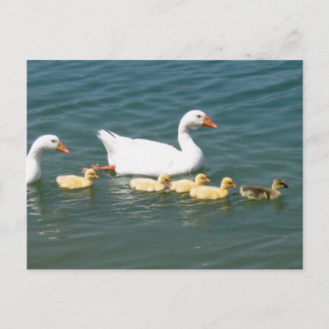 Destiny Geschenke Postkarte (Vorderseite)