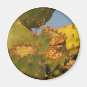 Détail de la photo Cactus Magnet rond