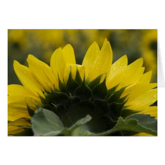 Détail de tournesol