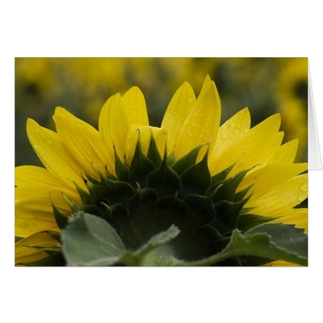 Détail de tournesol (Devant horizontal)