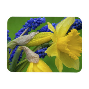 Detail der adipösen und hyacinth Blume. Kredit Magnet