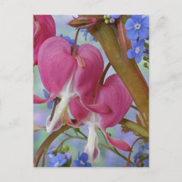 Detail der blutenden Herzen und Brunnera-Jack Postkarte